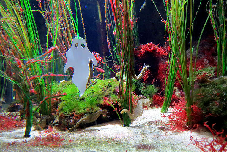 Ein Gespenst im Seepferdchen-Aquarium im Multimar Wattforum