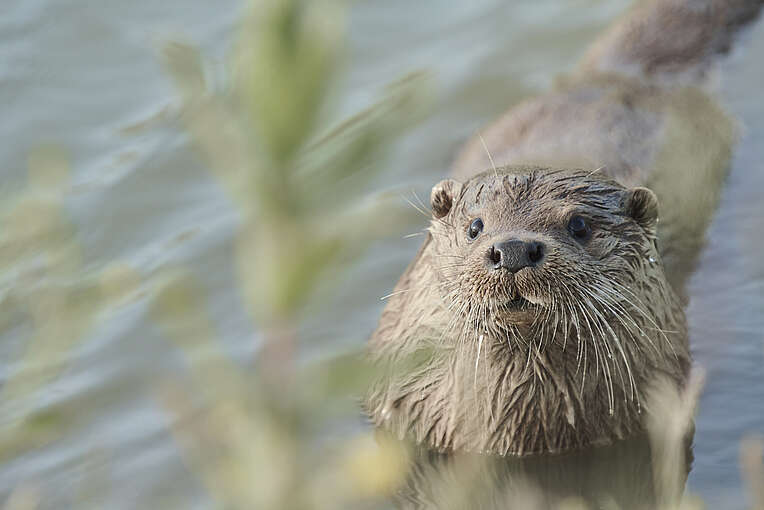 Fischotter im Wasser im Multimar Wattforum