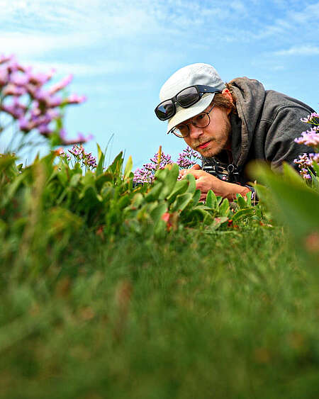 Naturfilmer in einer Salzwiese