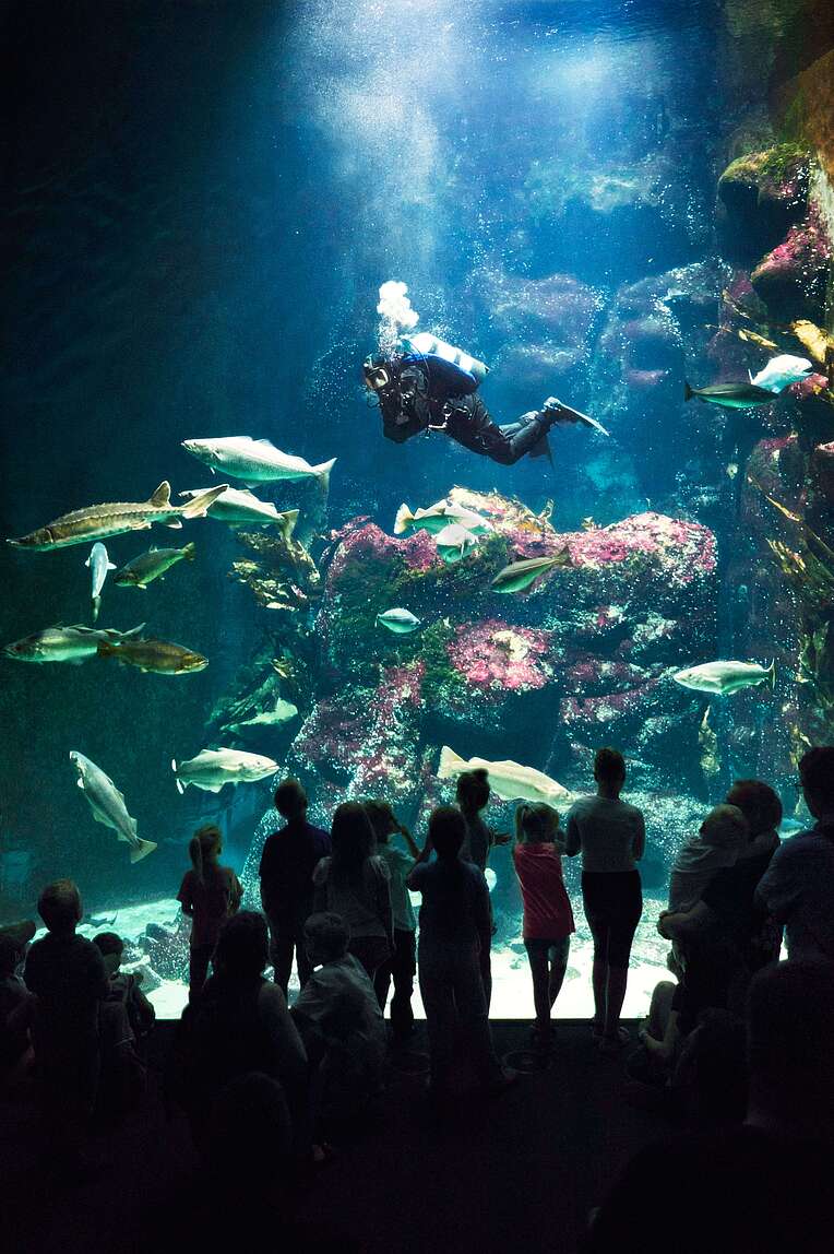 Ein Taucher in einem Großaquarium vor dem vielen Menschen stehen