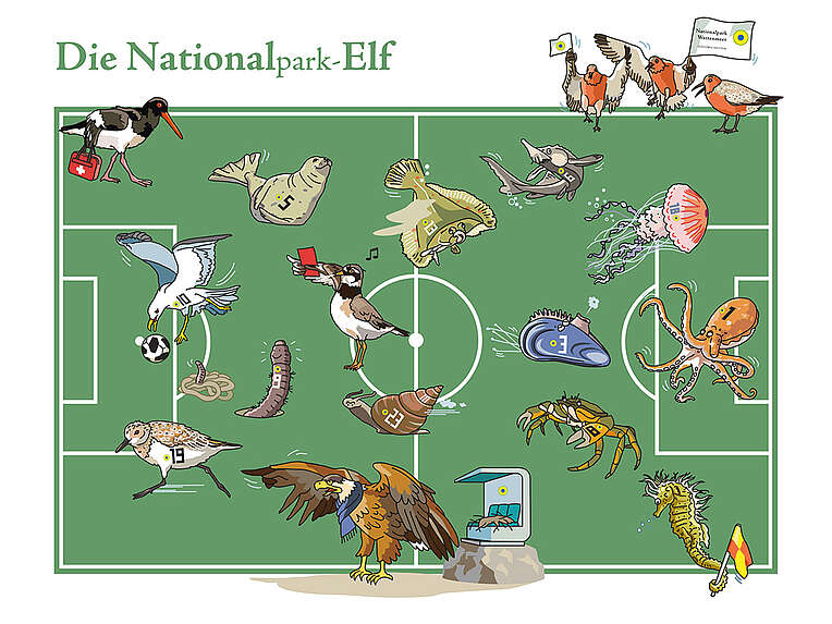 Eine Fussballfeld mit Zeichnungen von Wattenmeer-Tieren und der Überschrift "Die National(park)-Elf"
