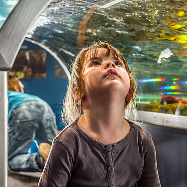 Mädchen in Glastunnel schaut ins Aquarium