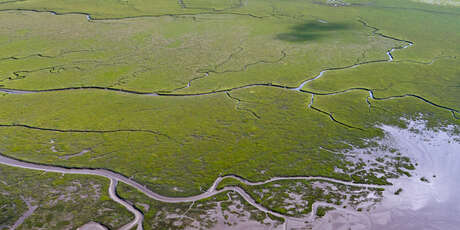 Salzwiesen im Nationalpark und UNESCO-Weltnaturerbe Wattenmeer