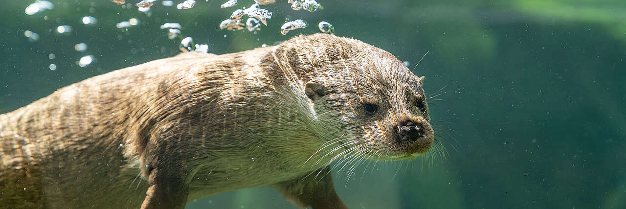 Tauchender Fischotter mit Luftblasen