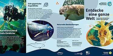 Blick in einen Flyer mit Texten und Bildern