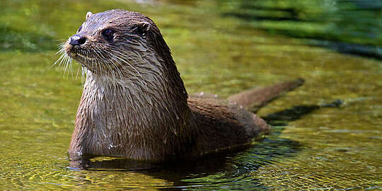 Fischotter im Wasser im Multimar wattforum