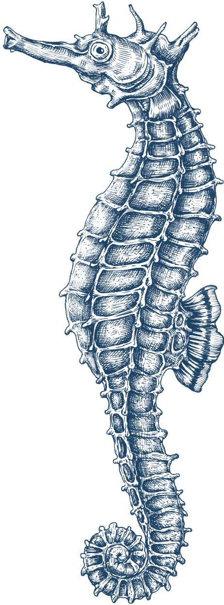seahorse